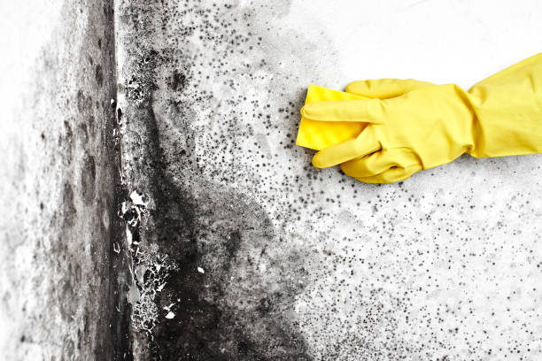 Best Local Mold Removal Service  in Lynchburg, VA