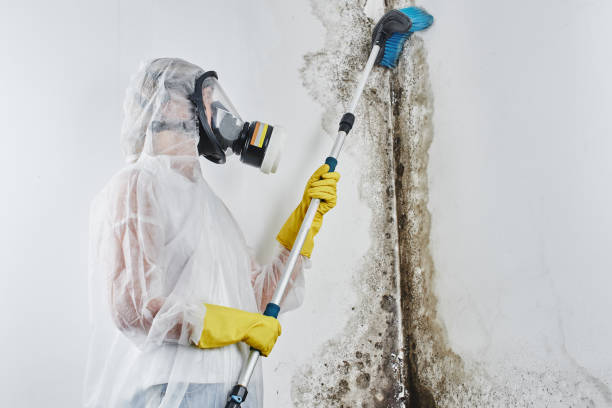 Best Residential Mold Removal  in Lynchburg, VA