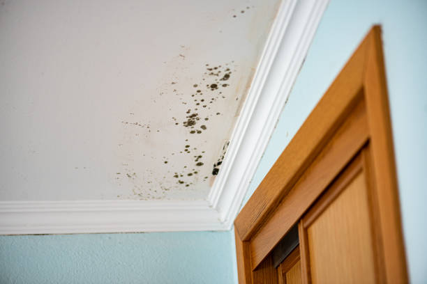 Trusted Lynchburg, VA Mold Removal Experts