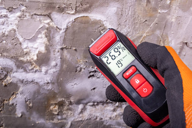 Best Same-Day Mold Removal  in Lynchburg, VA