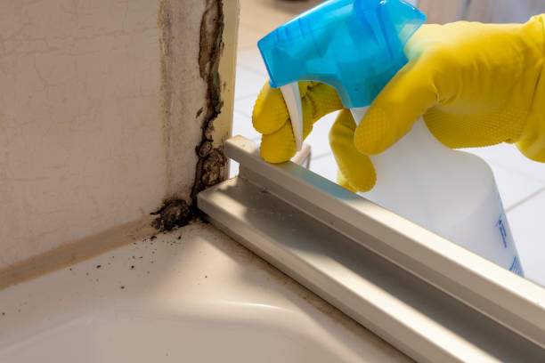 Best Mold Removal Near Me  in Lynchburg, VA