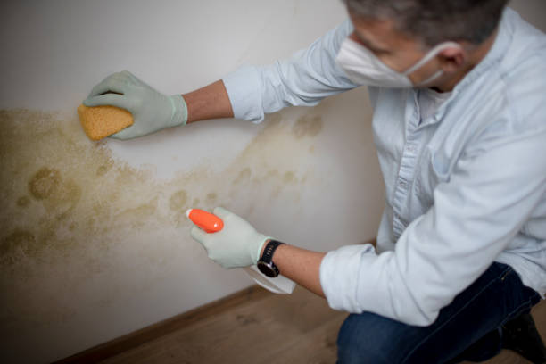 Best Home Mold Removal  in Lynchburg, VA