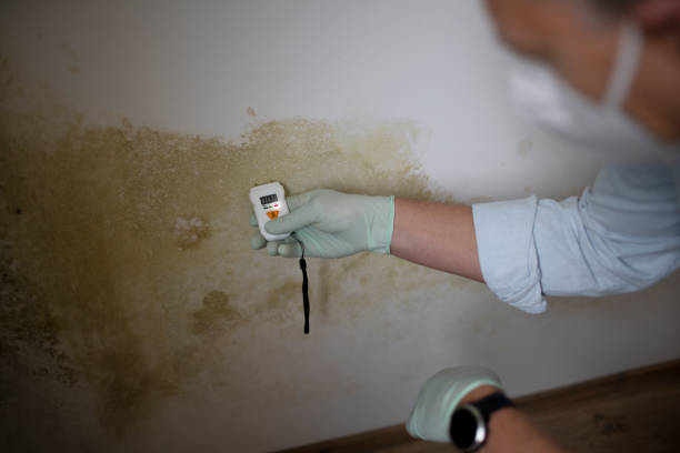Best Best Mold Removal Companies  in Lynchburg, VA
