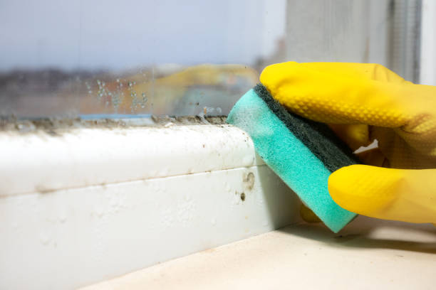 Best Office Mold Removal Services  in Lynchburg, VA