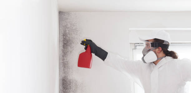Best Fast Mold Removal  in Lynchburg, VA