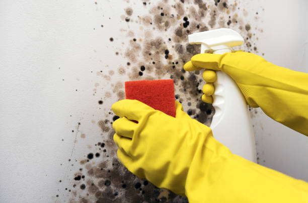 Best Mold Damage Repair  in Lynchburg, VA