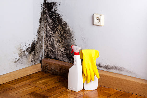 Best Mold Testing  in Lynchburg, VA