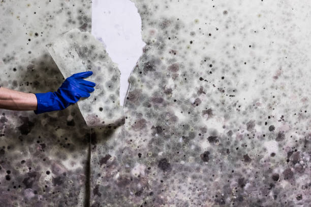Best Water Damage Restoration  in Lynchburg, VA