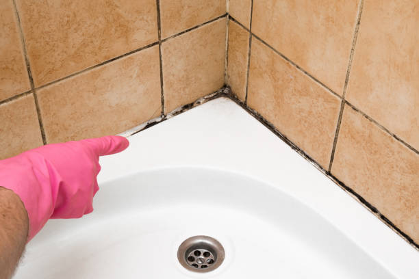 Best Toxic Mold Removal  in Lynchburg, VA